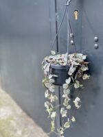 Zdjęcie rośliny Ceropegia woodii Marlies variegata, ujęcie 3