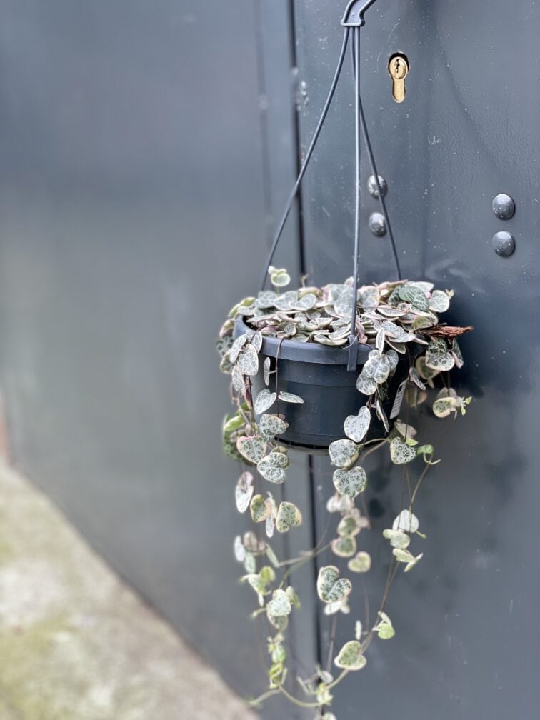 Zdjęcie rośliny Ceropegia woodii Marlies variegata, ujęcie 3