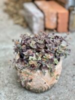 Zdjęcie rośliny Crassula Marginalis, ujęcie 1