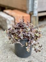 Zdjęcie rośliny Crassula Marginalis, ujęcie 2