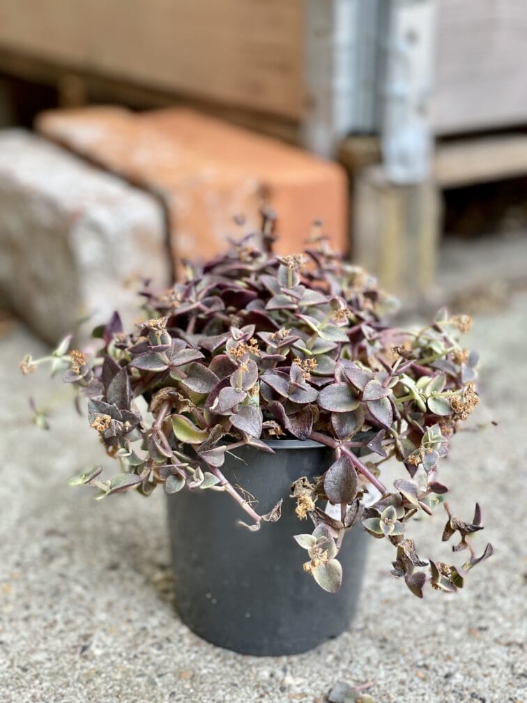 Zdjęcie rośliny Crassula Marginalis, ujęcie 2
