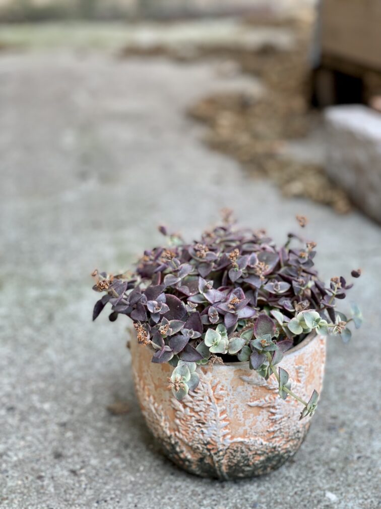 Zdjęcie rośliny Crassula Marginalis, ujęcie 3