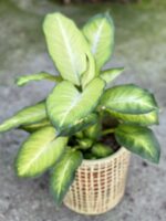 Zdjęcie rośliny Dieffenbachia Summer Style, ujęcie 1