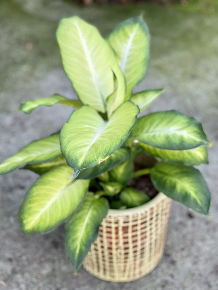 dieffenbachia-summer-style_17x55-1_1629537237.jpg Zdjęcie rośliny Dieffenbachia Summer Style, ujęcie 1