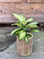 Zdjęcie rośliny Dieffenbachia Summer Style, ujęcie 2