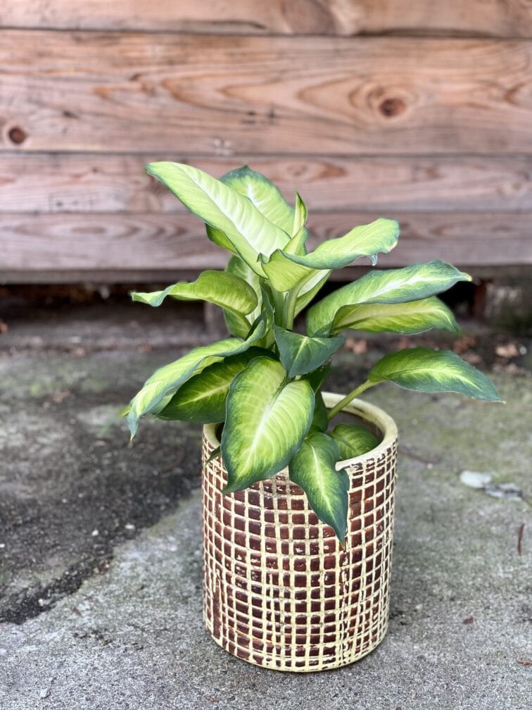 Zdjęcie rośliny Dieffenbachia Summer Style, ujęcie 2