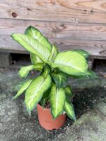 Zdjęcie rośliny Dieffenbachia Summer Style, ujęcie 3