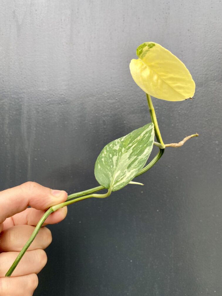 epipremnum-pinnatum-albo-variegata-sadzonka-szczytowa-cieta_2-1_1629289950.jpg Zdjęcie rośliny Epipremnum pinnatum albo variegata - sadzonka szczytowa cięta, ujęcie 1