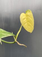 Zdjęcie rośliny Epipremnum pinnatum albo variegata - sadzonka szczytowa cięta, ujęcie 3