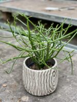 Zdjęcie rośliny Euphorbia Tirucalli, ujęcie 1
