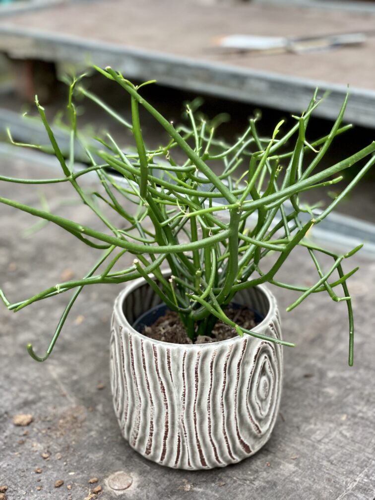 Zdjęcie rośliny Euphorbia Tirucalli, ujęcie 1