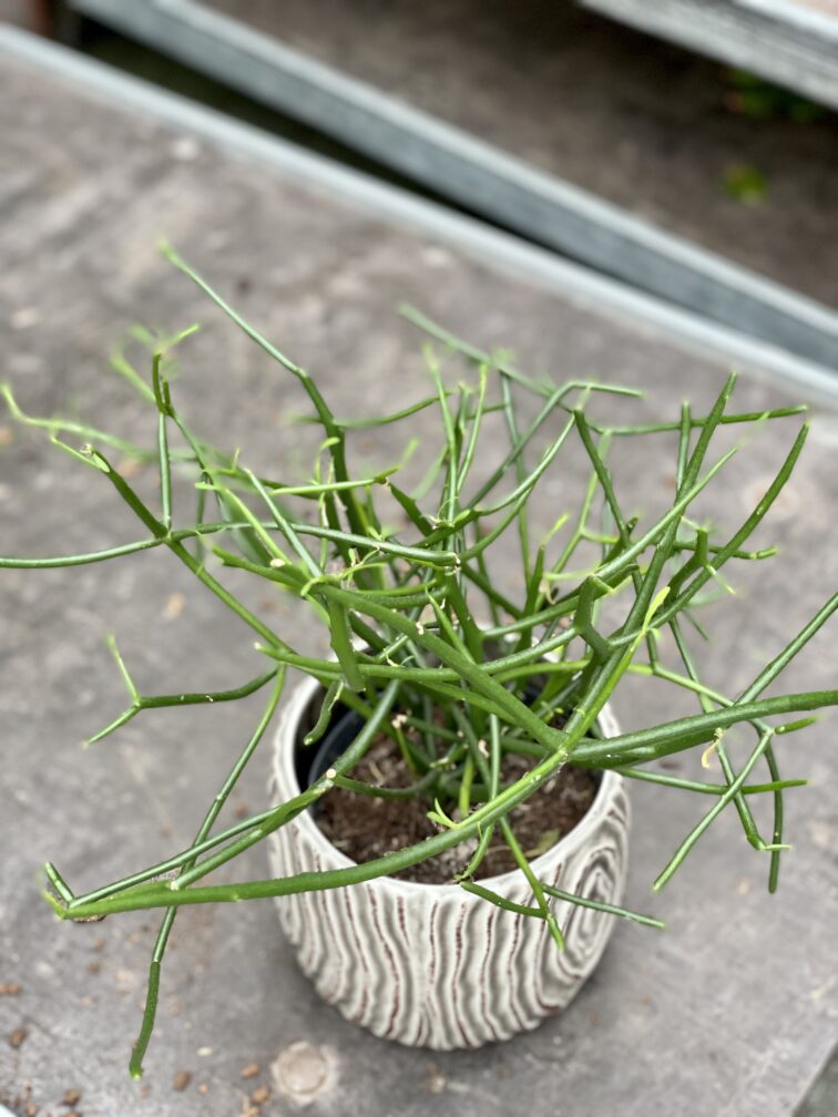 Zdjęcie rośliny Euphorbia Tirucalli, ujęcie 3