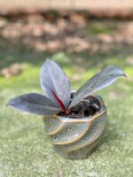 Zdjęcie rośliny Ficus elastica Abidjan, ujęcie 1