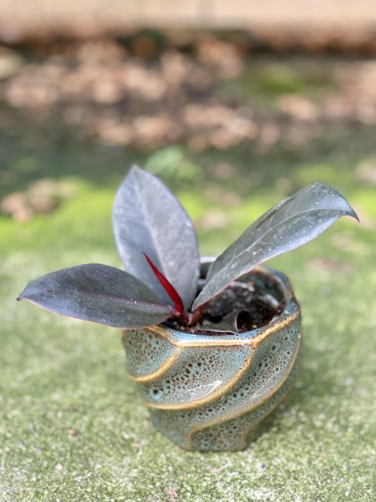 ficus-elastica-abidjan_5x15-1_1628328344.jpg Zdjęcie rośliny Ficus elastica Abidjan, ujęcie 1