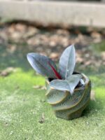 Zdjęcie rośliny Ficus elastica Abidjan, ujęcie 2