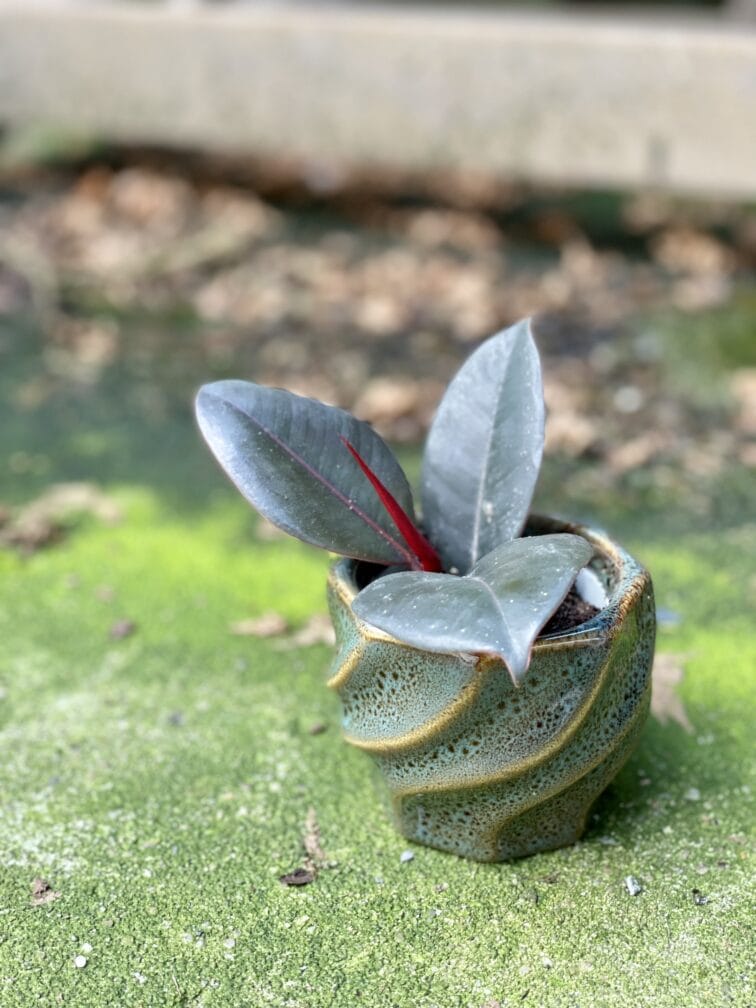 Zdjęcie rośliny Ficus elastica Abidjan, ujęcie 2