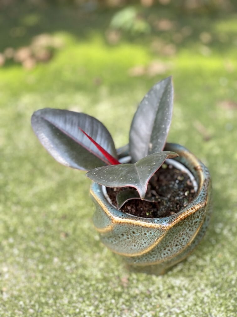 Zdjęcie rośliny Ficus elastica Abidjan, ujęcie 3