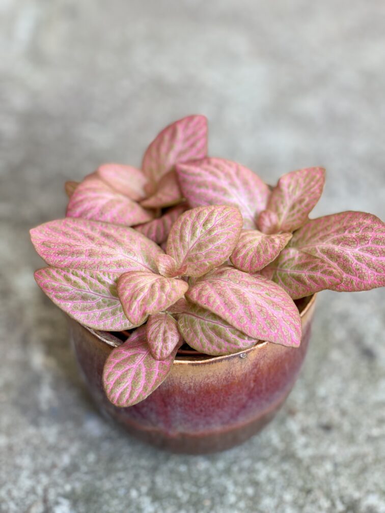 fittonia-pink-specik_8x11-1_1628929020.jpg Zdjęcie rośliny Fittonia Pink Specik, ujęcie 1
