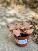 Zdjęcie rośliny Fittonia Pink Specik, ujęcie 2
