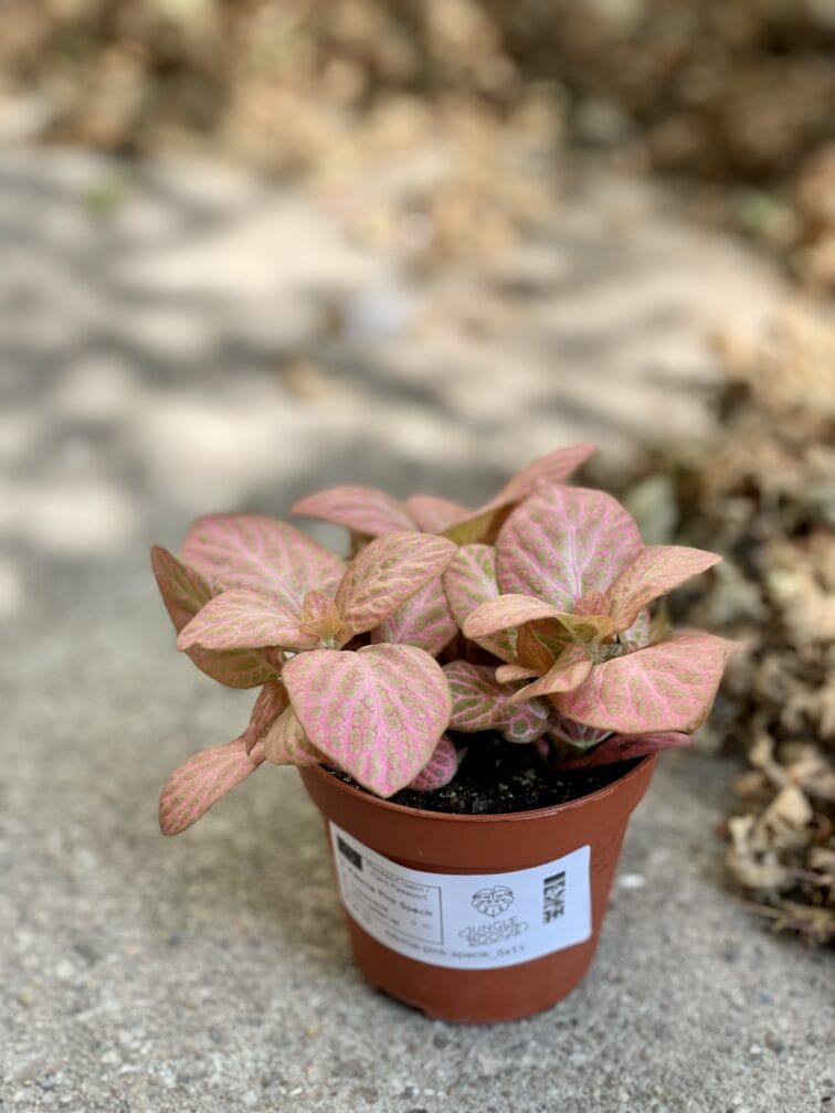 Zdjęcie rośliny Fittonia Pink Specik, ujęcie 2