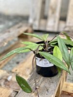 Zdjęcie rośliny Hoya carnosa Dark Red, ujęcie 2