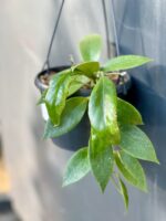 Zdjęcie rośliny Hoya carnosa Sunshine, ujęcie 1