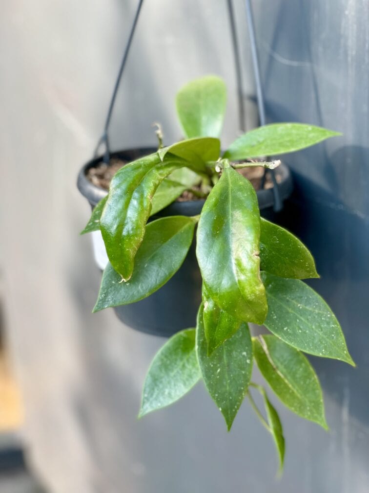 Zdjęcie rośliny Hoya carnosa Sunshine, ujęcie 1