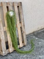 Zdjęcie rośliny Hoya linearis, ujęcie 1