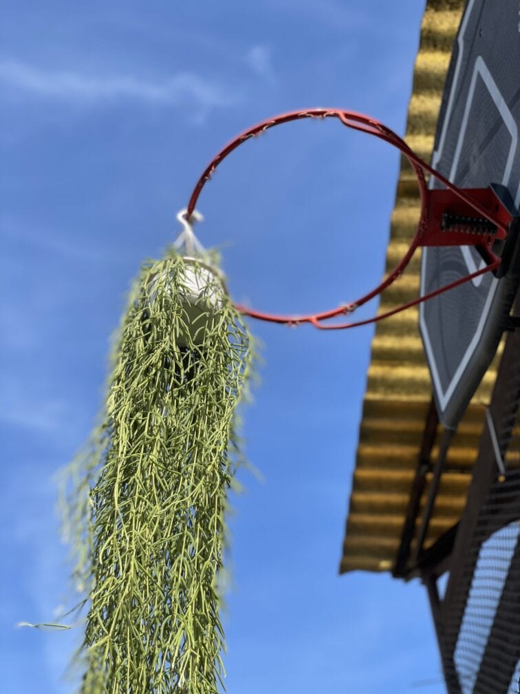 Zdjęcie rośliny Hoya linearis, ujęcie 2