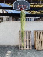 Zdjęcie rośliny Hoya linearis, ujęcie 3