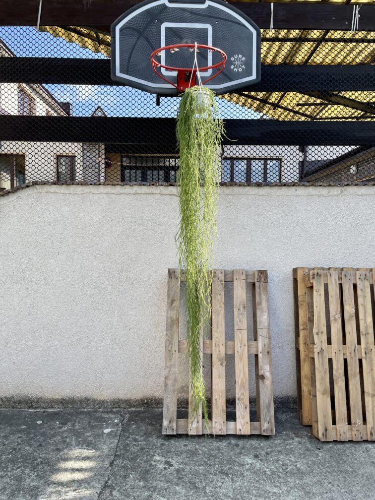 Zdjęcie rośliny Hoya linearis, ujęcie 3