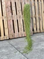 Zdjęcie rośliny Hoya linearis, ujęcie 4
