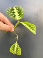 Zdjęcie rośliny Maranta Lemon Lime, ujęcie 2