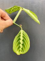 Zdjęcie rośliny Maranta Lemon Lime, ujęcie 3