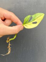 Zdjęcie rośliny Monstera adansonii variegata, ujęcie 3