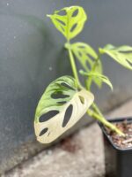 Zdjęcie rośliny Monstera adansonii variegata, ujęcie 1