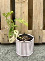 Zdjęcie rośliny Monstera adansonii variegata, ujęcie 3
