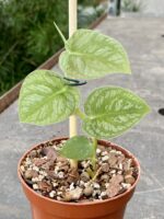 Zdjęcie rośliny Monstera dubia, ujęcie 2