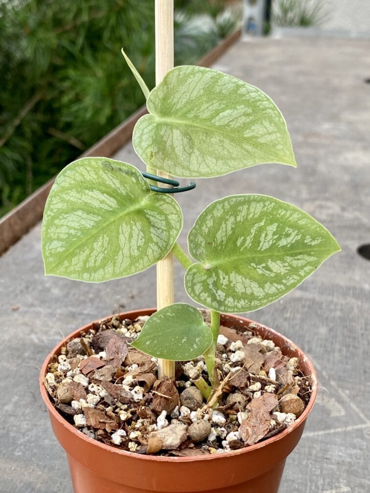 Zdjęcie rośliny Monstera dubia, ujęcie 2