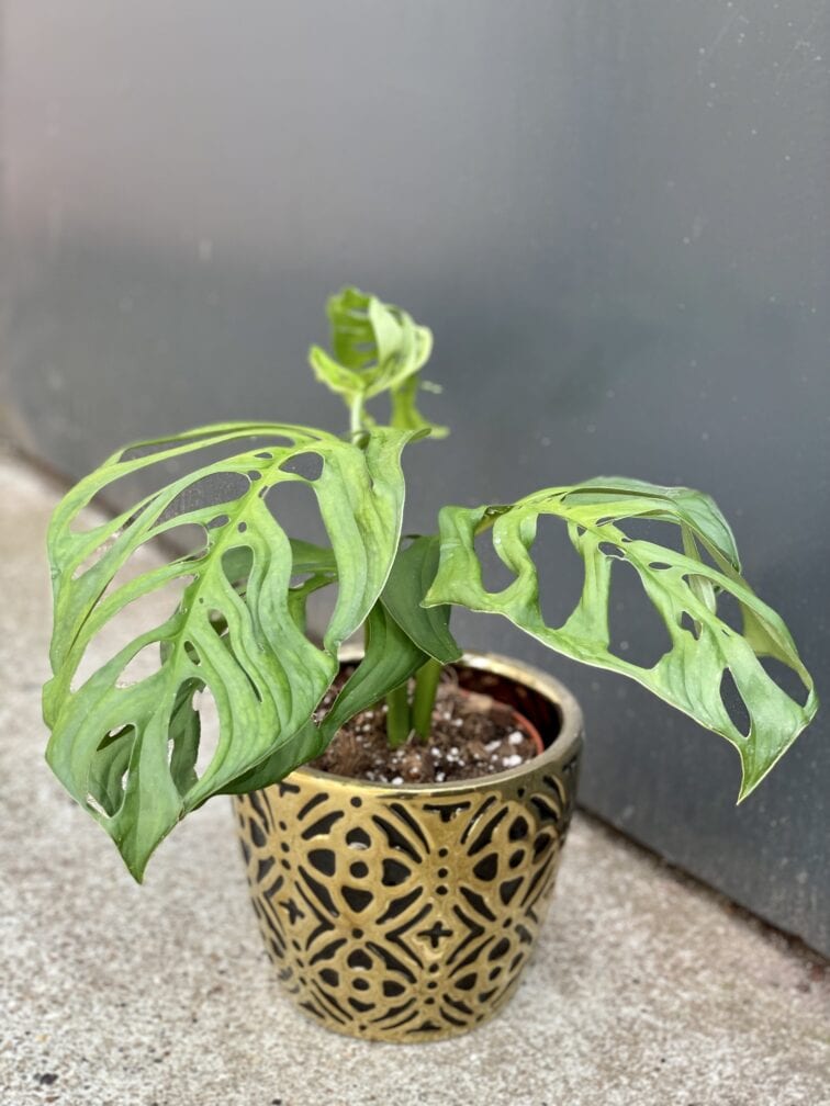 Zdjęcie rośliny Monstera Esqueleto, ujęcie 1