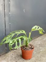 Zdjęcie rośliny Monstera Esqueleto, ujęcie 2