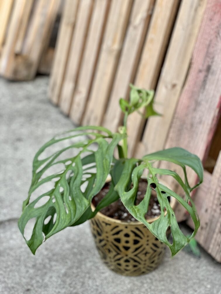 Zdjęcie rośliny Monstera Esqueleto, ujęcie 3