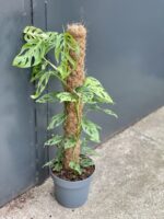 Zdjęcie rośliny Monstera Monkey Mask, ujęcie 1