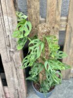 Zdjęcie rośliny Monstera Monkey Mask, ujęcie 2