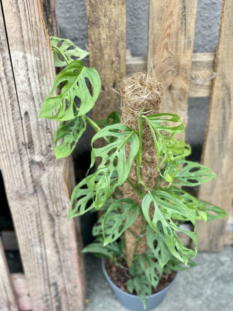 Zdjęcie rośliny Monstera Monkey Mask, ujęcie 2