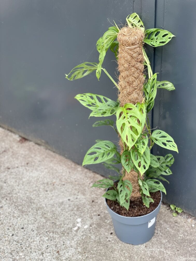 Zdjęcie rośliny Monstera Monkey Mask, ujęcie 3