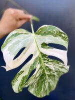 Zdjęcie rośliny Monstera variegata - sadzonka pędowa, ujęcie 1