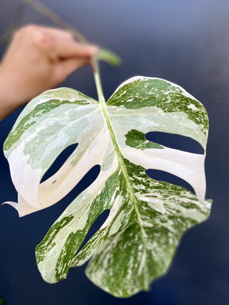monstera-variegata-sadzonka-pedowa_10-1_1628522650.jpg Zdjęcie rośliny Monstera variegata - sadzonka pędowa, ujęcie 1