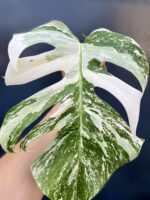 Zdjęcie rośliny Monstera variegata - sadzonka pędowa, ujęcie 3