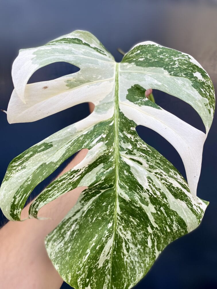 Zdjęcie rośliny Monstera variegata - sadzonka pędowa, ujęcie 3